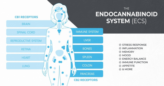 Your EndoCannaninoid System